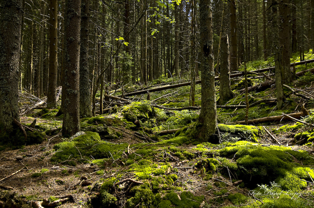 _dsc0032xsxs