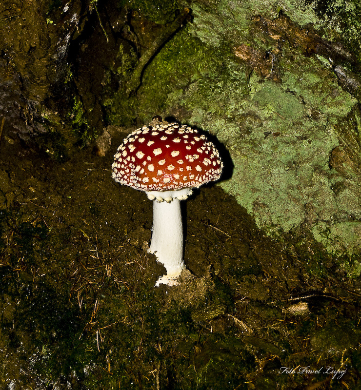 _dsc0261xsxs