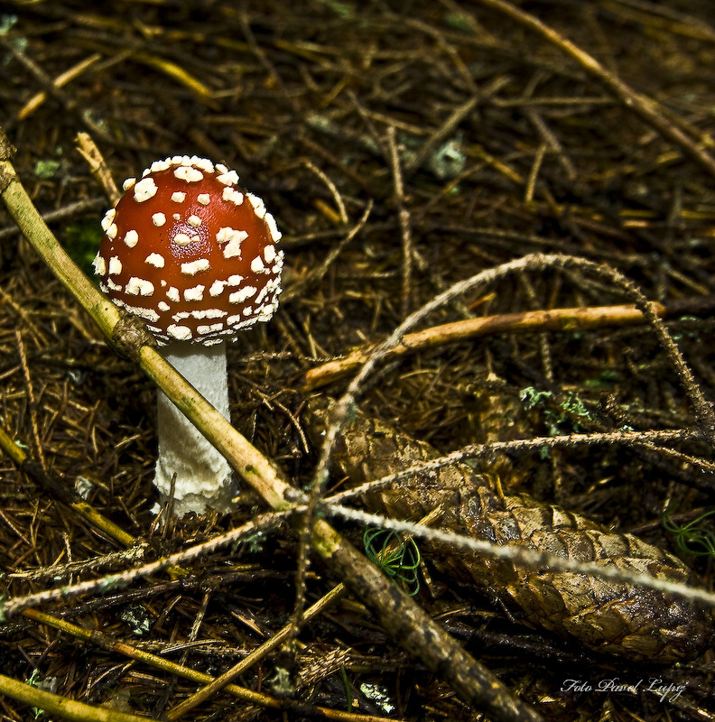 _dsc9699xsxs