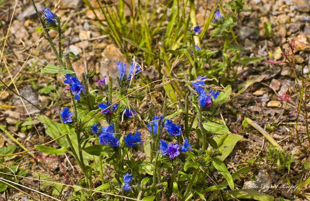_dsc9884xs