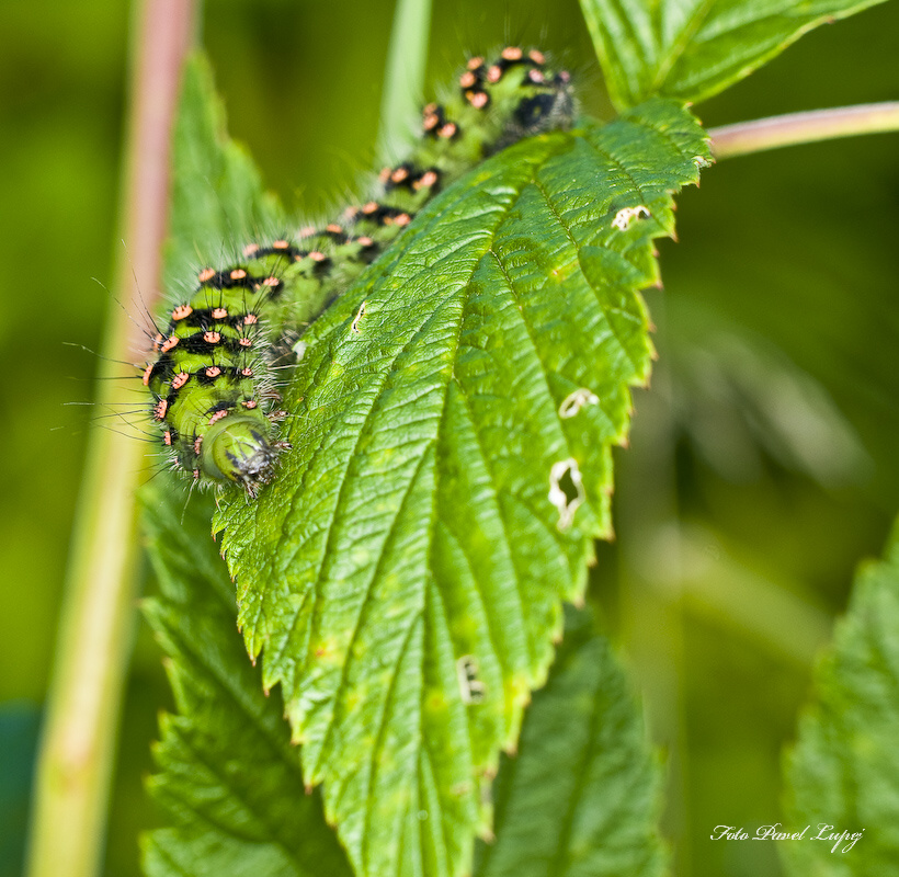 _dsc9914xs
